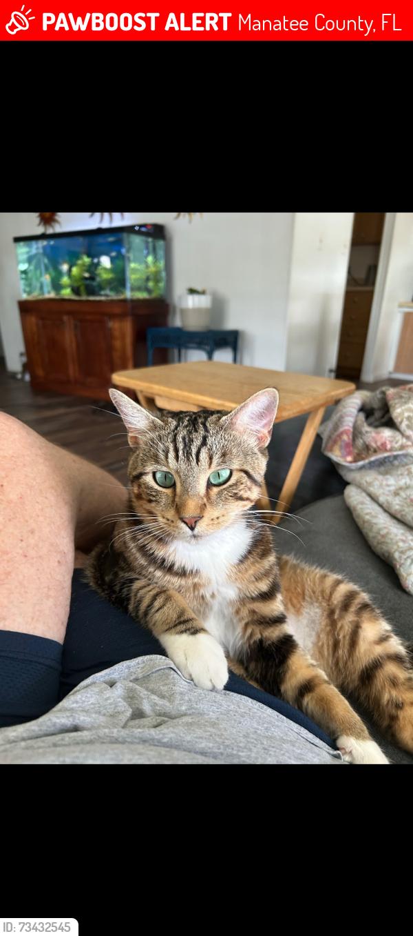 Lost Male Cat last seen West Winds Village, Manatee County, FL 34203