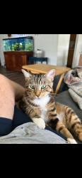 Lost Male Cat last seen West Winds Village, Manatee County, FL 34203