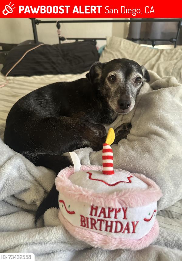 Lost Female Dog last seen Near Rolando Ct, San Diego, San Diego, CA 92115