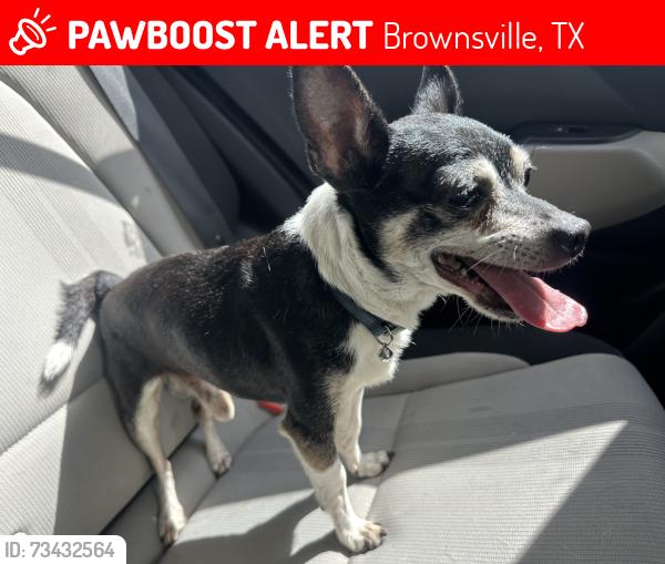 Lost Male Dog last seen Casa de oro, Brownsville, TX 78521