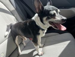 Lost Male Dog last seen Casa de oro, Brownsville, TX 78521