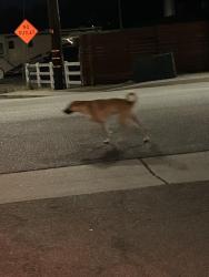 Found/Stray Unknown Dog last seen Wabuska St and Wiley Canyon, Santa Clarita, CA 91321