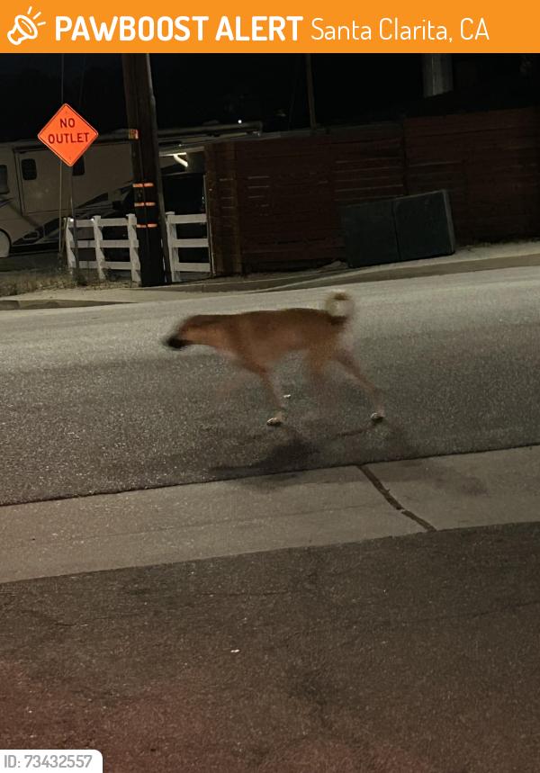 Found/Stray Unknown Dog last seen Wabuska St and Wiley Canyon, Santa Clarita, CA 91321