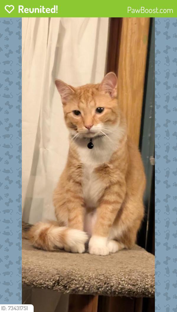 Reunited Male Cat last seen Fernando st, De Pere, WI 54115