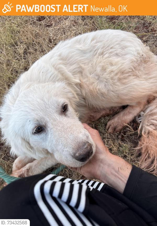 Found/Stray Male Dog last seen Pottawatomie co. Rd and Franklin rd, Newalla, OK 74857