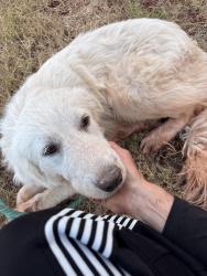 Found/Stray Male Dog last seen Pottawatomie co. Rd and Franklin rd, Newalla, OK 74857
