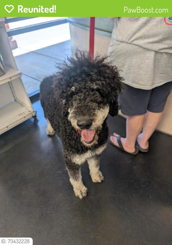 Reunited Male Dog last seen Villa Rosa Way, Elk Grove, CA 95758, USA, Elk Grove, CA 95758