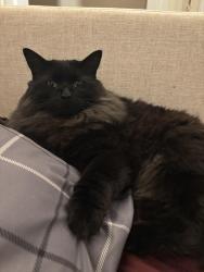 Lost Male Cat last seen Monterosa cndmniums, Stoneham, MA 02180