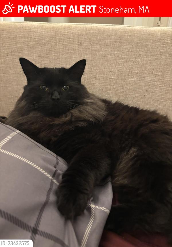 Lost Male Cat last seen Monterosa cndmniums, Stoneham, MA 02180