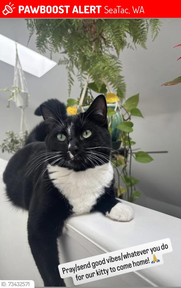 Lost Male Cat last seen 173rd and 43rd, SeaTac, WA 98188