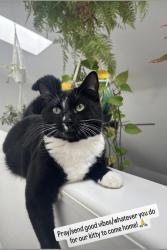 Lost Male Cat last seen 173rd and 43rd, SeaTac, WA 98188