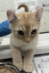 Shelter Stray Male Cat last seen SAN JUAN PL, 130 Beyer Way, Chula Vista, CA 91911, USA
