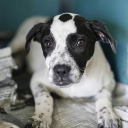 Shelter Stray Female Dog last seen Near BLOCK PROSPERITY, 4710 TX-151, San Antonio, TX 78227, USA