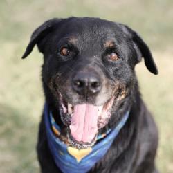 Shelter Stray Male Dog last seen PICA PICA SW MILITARY, 4710 TX-151, San Antonio, TX 78227, USA