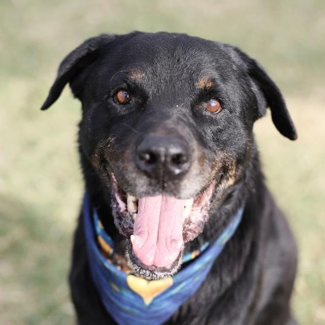 Shelter Stray Male Dog last seen PICA PICA SW MILITARY, 4710 TX-151, San Antonio, TX 78227, USA