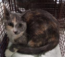 Shelter Stray Female Cat last seen , West Valley Animal Shelter, 20655 Plummer St, Chatsworth, CA 91311, USA