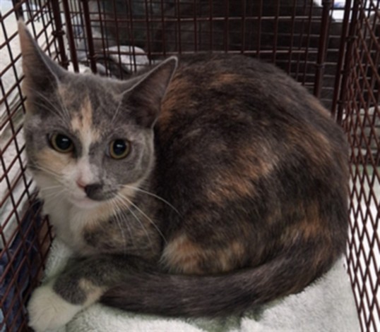 Shelter Stray Female Cat last seen , West Valley Animal Shelter, 20655 Plummer St, Chatsworth, CA 91311, USA