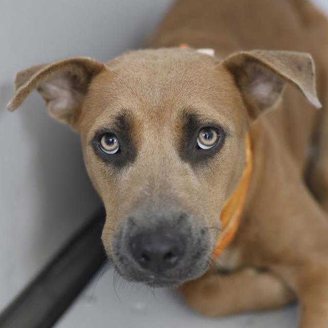 Shelter Stray Female Dog last seen STONEWALL, 4710 TX-151, San Antonio, TX 78227, USA