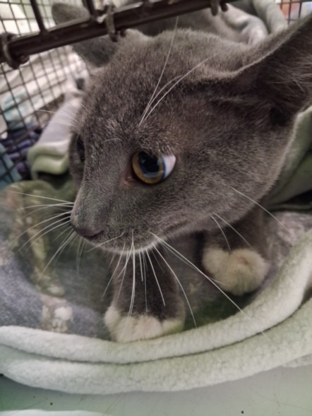 Shelter Stray Male Cat last seen , West Valley Animal Shelter, 20655 Plummer St, Chatsworth, CA 91311, USA