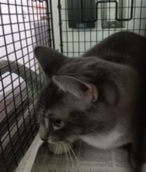 Shelter Stray Male Cat last seen , West Valley Animal Shelter, 20655 Plummer St, Chatsworth, CA 91311, USA