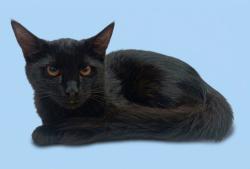 Shelter Stray Male Cat last seen , West Valley Animal Shelter, 20655 Plummer St, Chatsworth, CA 91311, USA