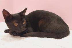 Shelter Stray Female Cat last seen , West Valley Animal Shelter, 20655 Plummer St, Chatsworth, CA 91311, USA