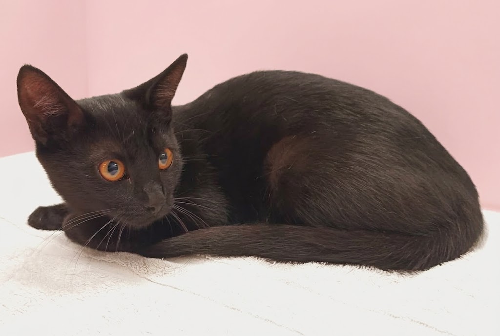 Shelter Stray Female Cat last seen , West Valley Animal Shelter, 20655 Plummer St, Chatsworth, CA 91311, USA