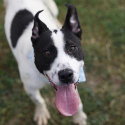 Shelter Stray Male Dog last seen N FLORES, 4710 TX-151, San Antonio, TX 78227, USA