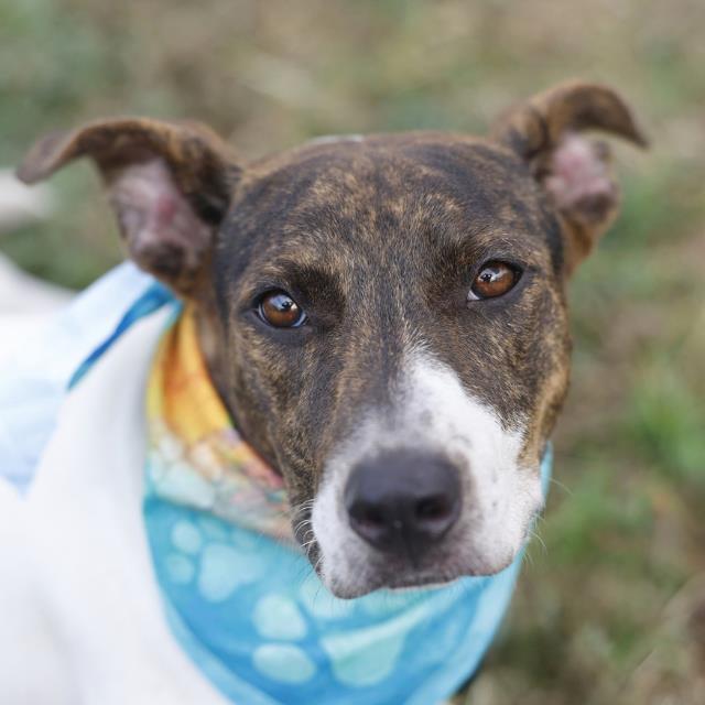 Shelter Stray Female Dog last seen SOUTHOLME, 4710 TX-151, San Antonio, TX 78227, USA