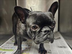 Shelter Stray Female Dog last seen , 14409 Vanowen St, Van Nuys, CA 91405, USA