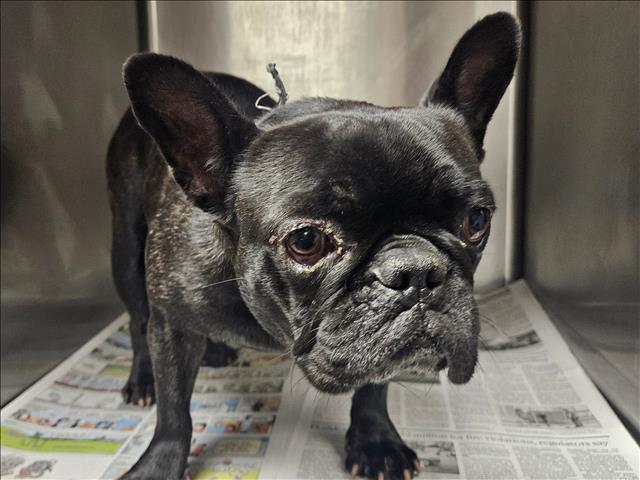 Shelter Stray Female Dog last seen , 14409 Vanowen St, Van Nuys, CA 91405, USA