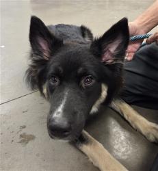 Shelter Stray Male Dog last seen GRANADA RD AND 103RD DR, 2500 S 27th Ave, Phoenix, AZ 85009, USA