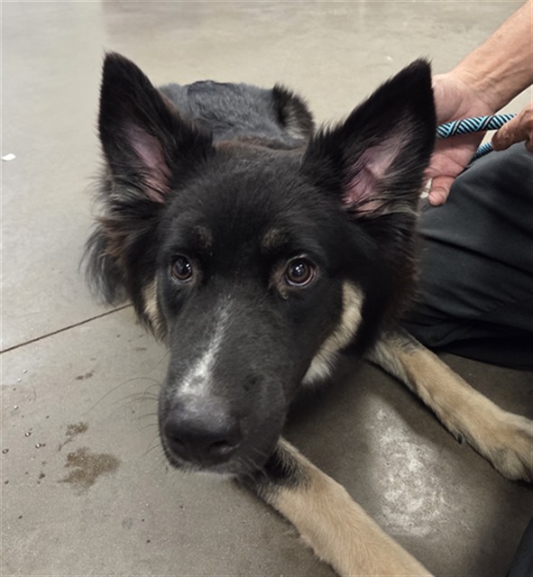 Shelter Stray Male Dog last seen GRANADA RD AND 103RD DR, 2500 S 27th Ave, Phoenix, AZ 85009, USA