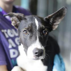 Shelter Stray Male Dog last seen BAILY, 4710 TX-151, San Antonio, TX 78227, USA