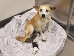 Shelter Stray Female Dog last seen OAK ST AND MESA DR, 5501 E Van Buren St, Phoenix, AZ 85008, USA