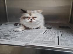 Shelter Stray Female Cat last seen , 3201 Lacy St, Los Angeles, CA 90031, USA