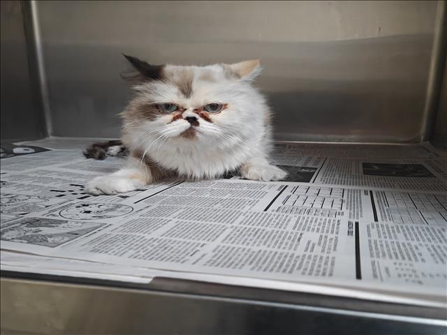 Shelter Stray Female Cat last seen , 3201 Lacy St, Los Angeles, CA 90031, USA