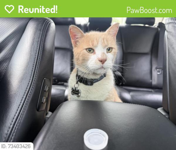 Reunited Unknown Cat last seen Brookville Park, Queens, NY 11413