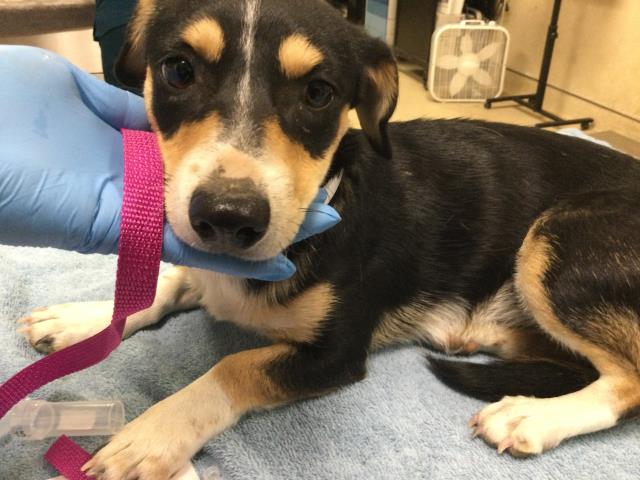 Shelter Stray Female Dog last seen Near BLOCK MONTGOMERY ST RIVERSIDE CA 92503, 6851 Van Buren Boulevard, Jurupa Valley, CA 92509, USA