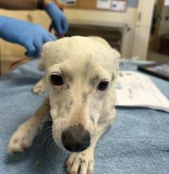 Shelter Stray Female Dog last seen Near BLOCK MONTGOMERY ST RIVERSIDE CA 92503, 6851 Van Buren Boulevard, Jurupa Valley, CA 92509, USA