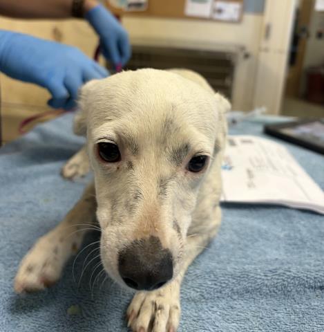Shelter Stray Female Dog last seen Near BLOCK MONTGOMERY ST RIVERSIDE CA 92503, 6851 Van Buren Boulevard, Jurupa Valley, CA 92509, USA