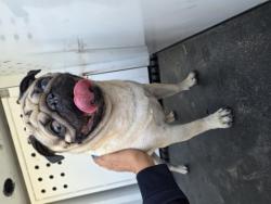 Shelter Stray Male Dog last seen Near BLOCK MORRISTOWN DR, RIVERSIDE, CA, 6851 Van Buren Boulevard, Jurupa Valley, CA 92509, USA