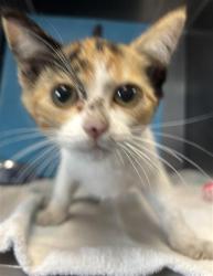Shelter Stray Female Cat last seen , 600 Aviation Dr, Camarillo, CA 93010, USA
