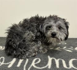 Shelter Stray Male Dog last seen , 38550 Sierra Hwy, Palmdale, CA 93550, USA