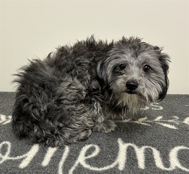 Shelter Stray Male Dog last seen , 38550 Sierra Hwy, Palmdale, CA 93550, USA