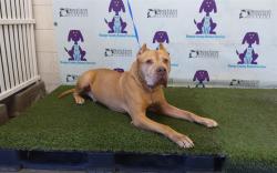 Shelter Stray Male Dog last seen , 2769 Conroy Rd, Orlando, FL 32839, USA