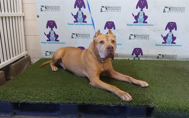Shelter Stray Male Dog last seen , 2769 Conroy Rd, Orlando, FL 32839, USA
