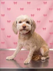 Shelter Stray Female Dog last seen , 1850 W 60th St, Los Angeles, CA 90047, USA