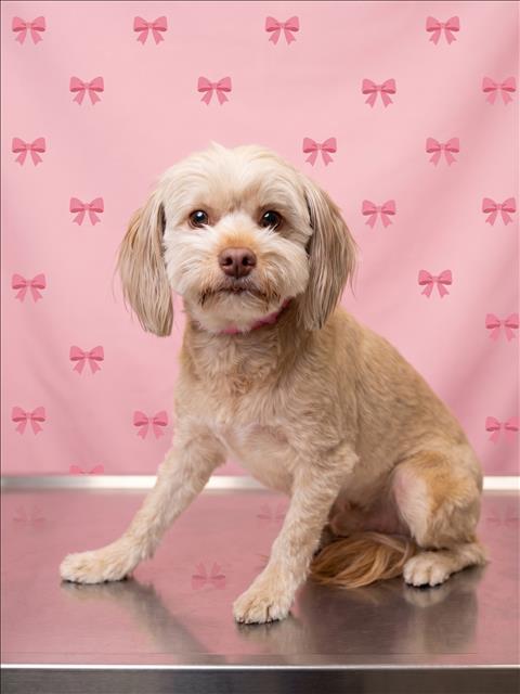 Shelter Stray Female Dog last seen , 1850 W 60th St, Los Angeles, CA 90047, USA