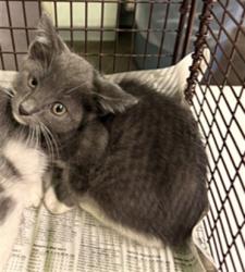 Shelter Stray Male Cat last seen , 1850 W 60th St, Los Angeles, CA 90047, USA